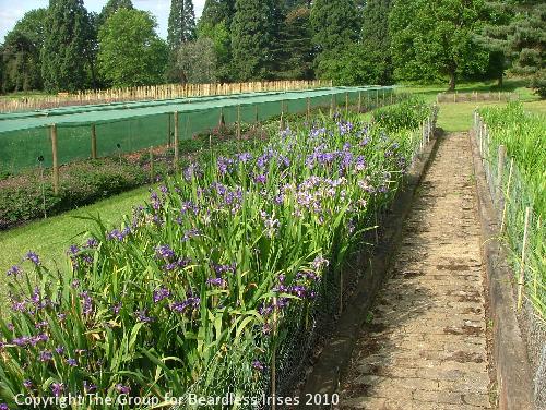 Wetland Iris general view
